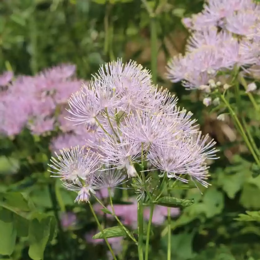 Ist die Akeleiblättrige Wiesenraute giftig?