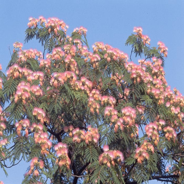 Ist Albizia Julibrissin winterhart?