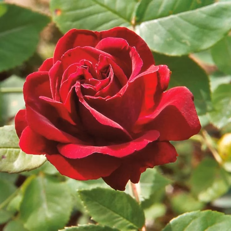Was sind alte Rosensorten?