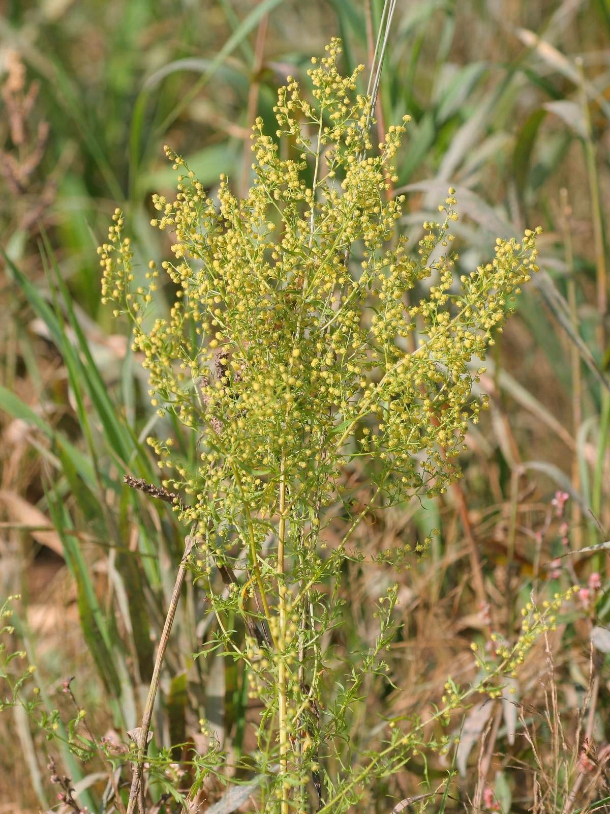 Sind Artemisia und Beifuß das Gleiche?
