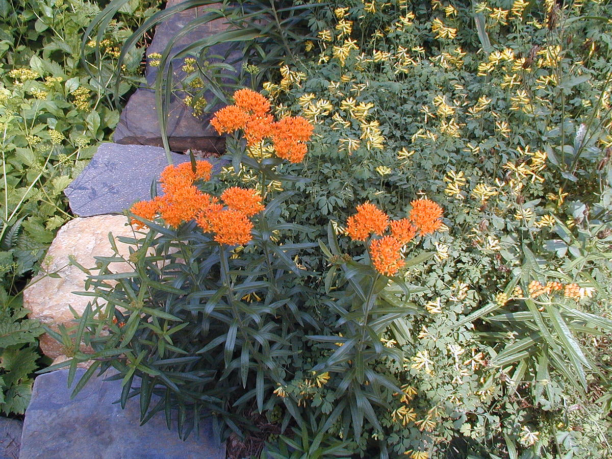Wann pflanzt man Asclepias?
