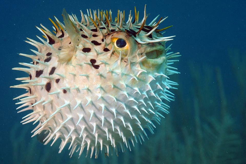 Welche Tiere leben im Lebensraum Atlantischer Ozean?