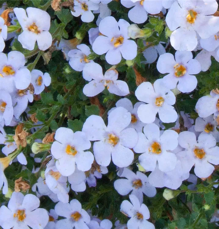 Für was ist Bacopa gut?