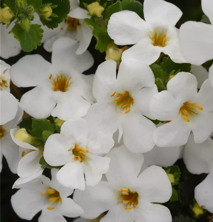 Was ist die Warnung vor Bacopa?