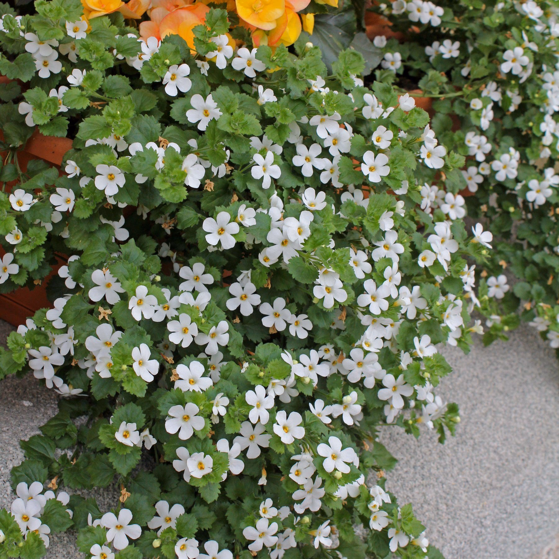 Ist die Bacopa winterhart?