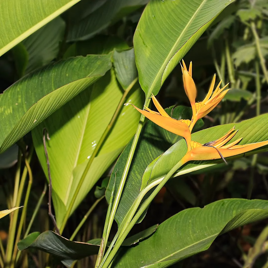Welche Pflanze kommt auf Bali am häufigsten vor?
