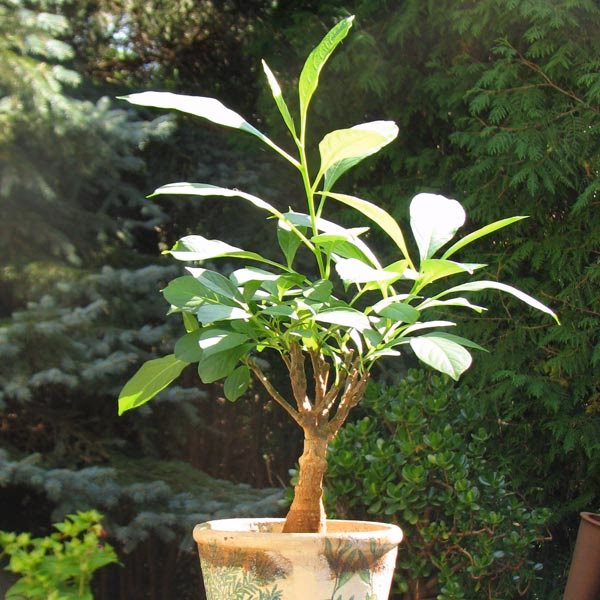 Wie pflegt man einen Baobab?
