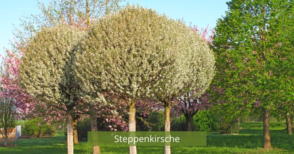 Welcher Baum eignet sich am besten für Ihren Vorgarten?