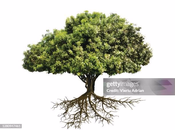 Welcher Baum fängt mit W an?