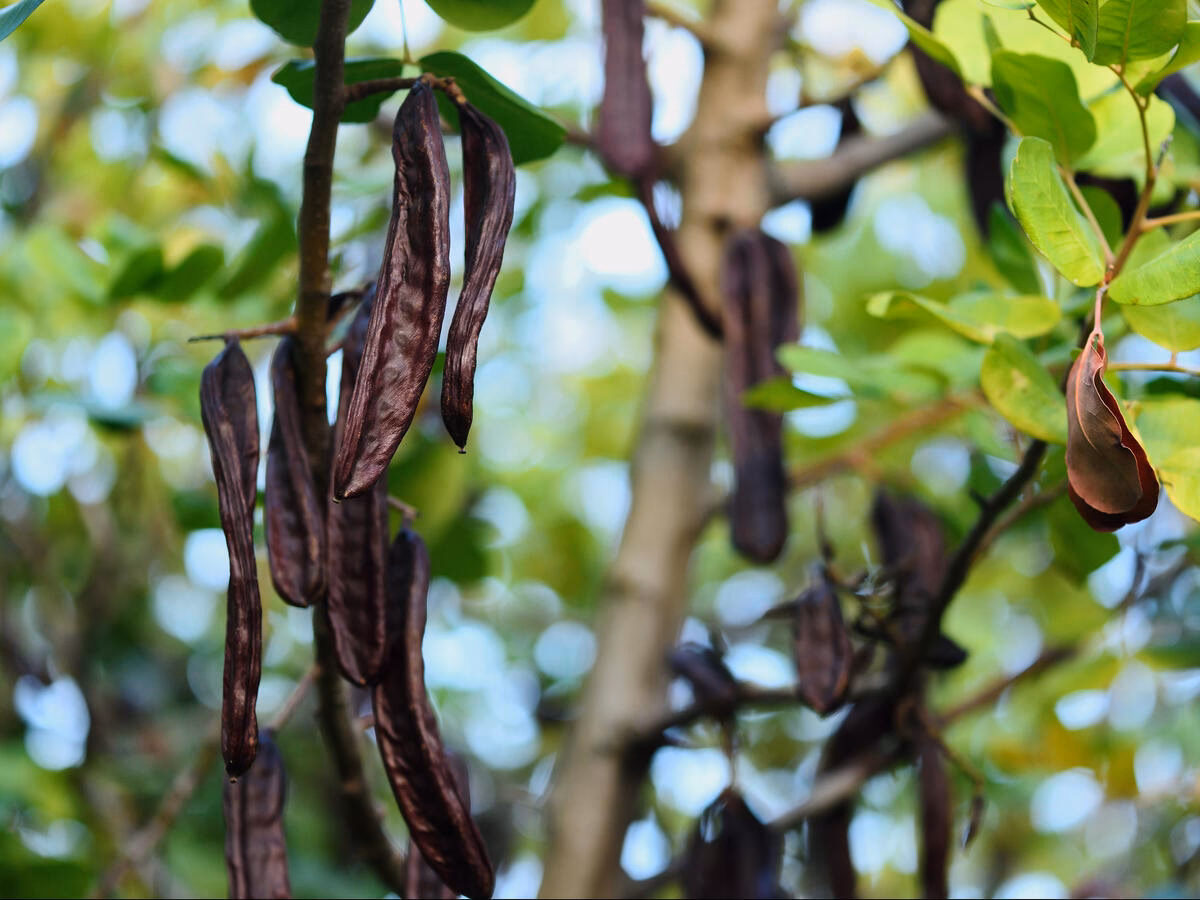 Wie heißt der Baum mit den langen Schoten?
