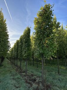 Spalierb ume Pflanzen So Geht Es Richtig Floristik Haenni spalierb-ume-pflanzen-so-geht-es-richtig-floristik-haenni