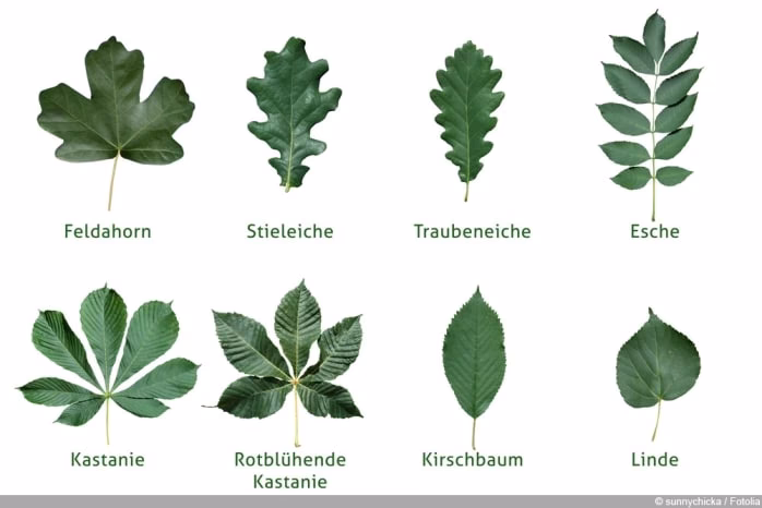 Wie finde ich heraus, welche Bäume ich habe?