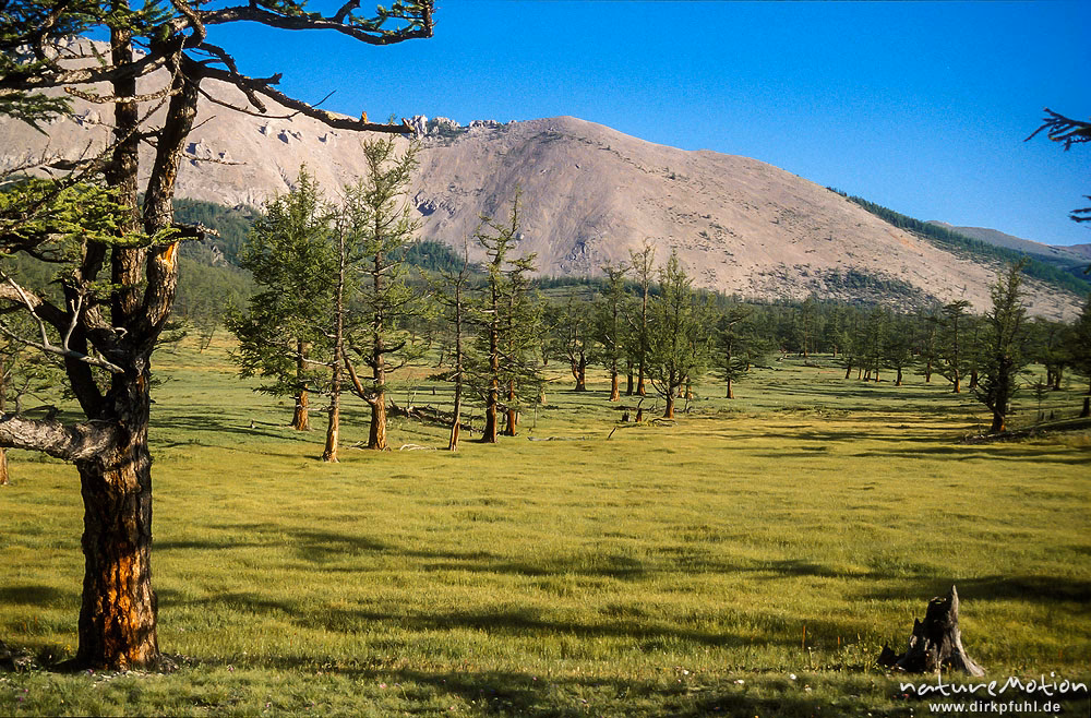 Welche Bäume wachsen in der Mongolei?