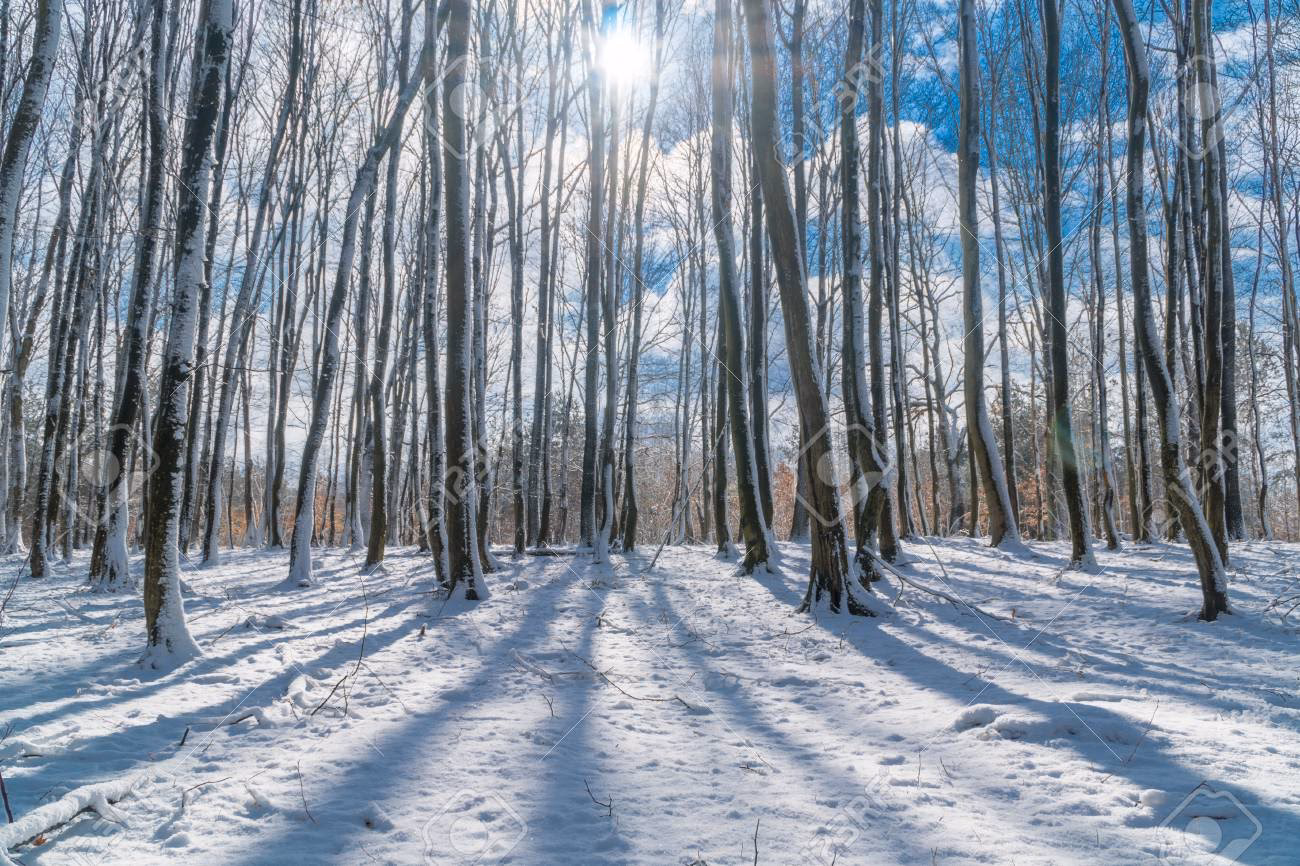 Sollte man einen Baum im Winter gießen?