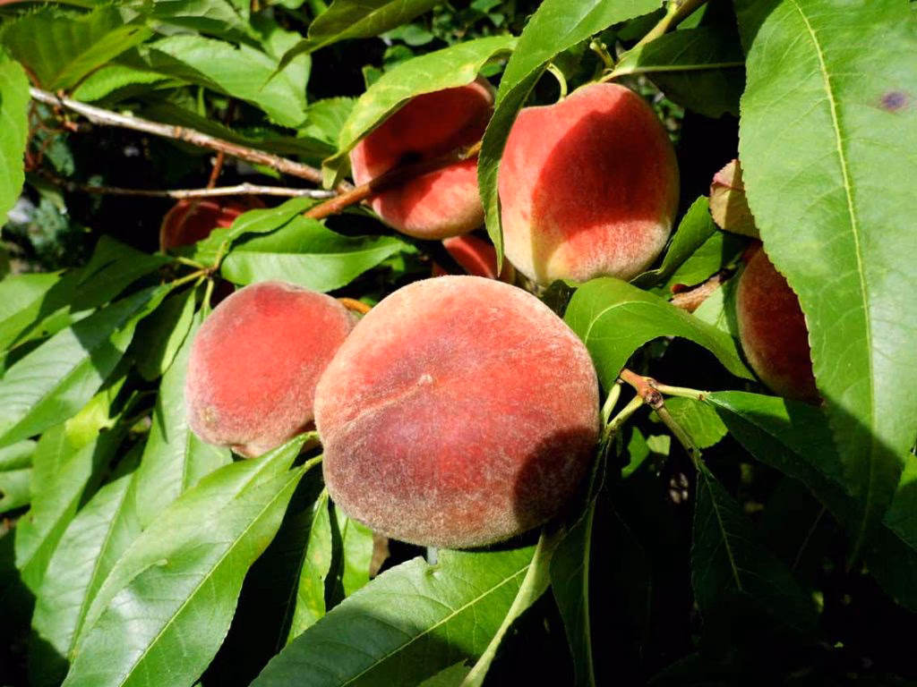 Welche Beeren haben gerade Saison?