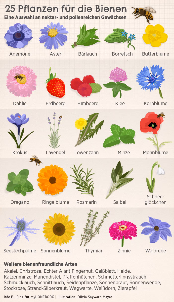 Welche Pflanzen im Garten sind bienenfreundlich?