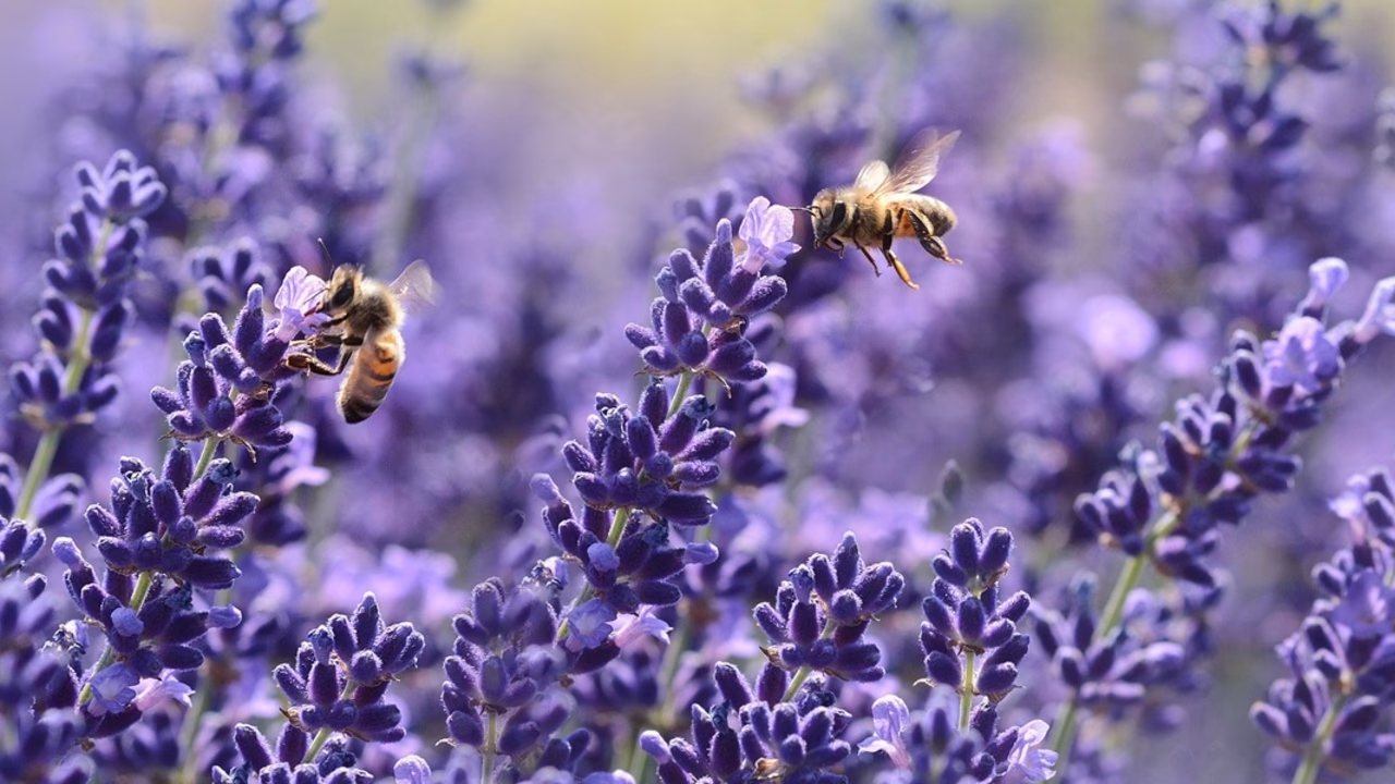 Welche Bienenpflanzen sind winterhart?