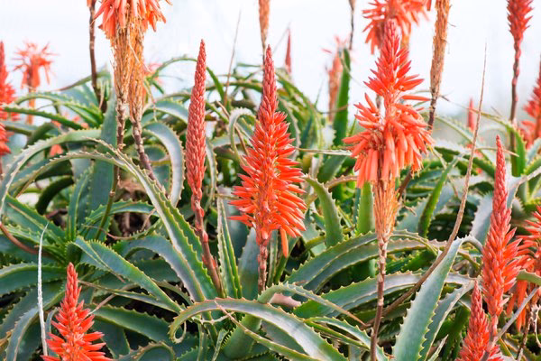 Wie pflege ich eine Aloe Vera Blume?