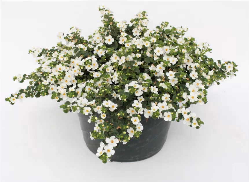 Welche Pflanze ist grün mit weißen Blüten?