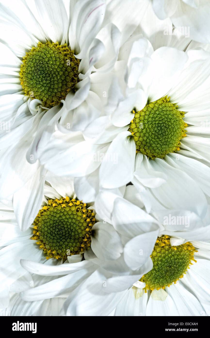Welche Pflanze ist grün mit weißen Blüten?