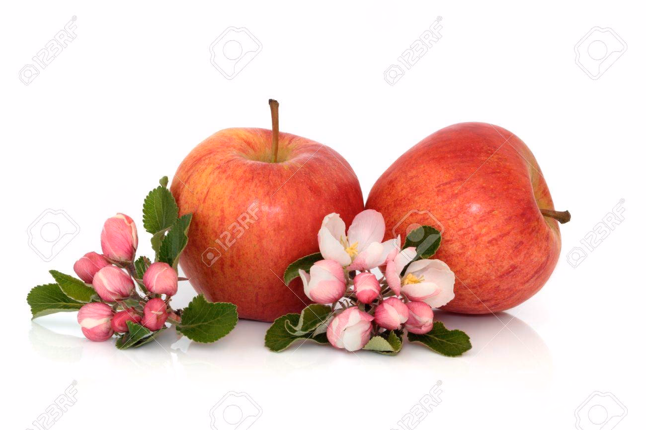Welche Blume für Heilung?