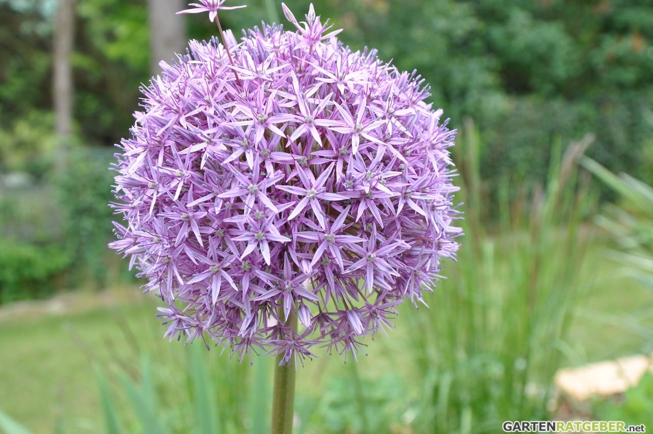 Welche Pflanze hat eine lila Kugelblüte?