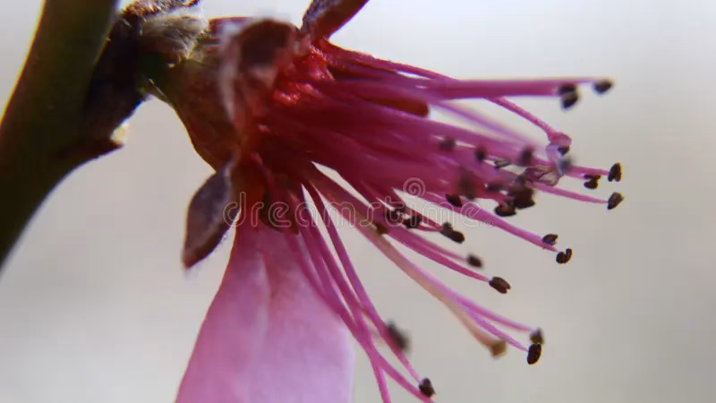 Warum verlieren Blumen Blätter?