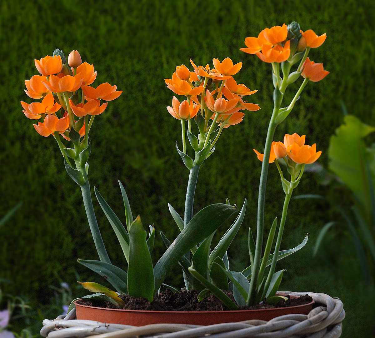 Ist Ornithogalum eine mehrjährige Pflanze?