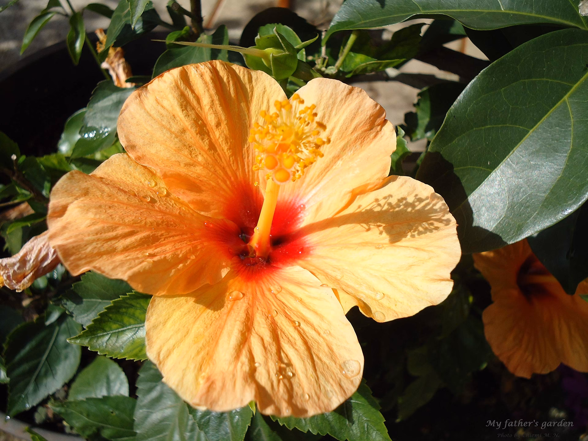 Wann trinken Blumen?