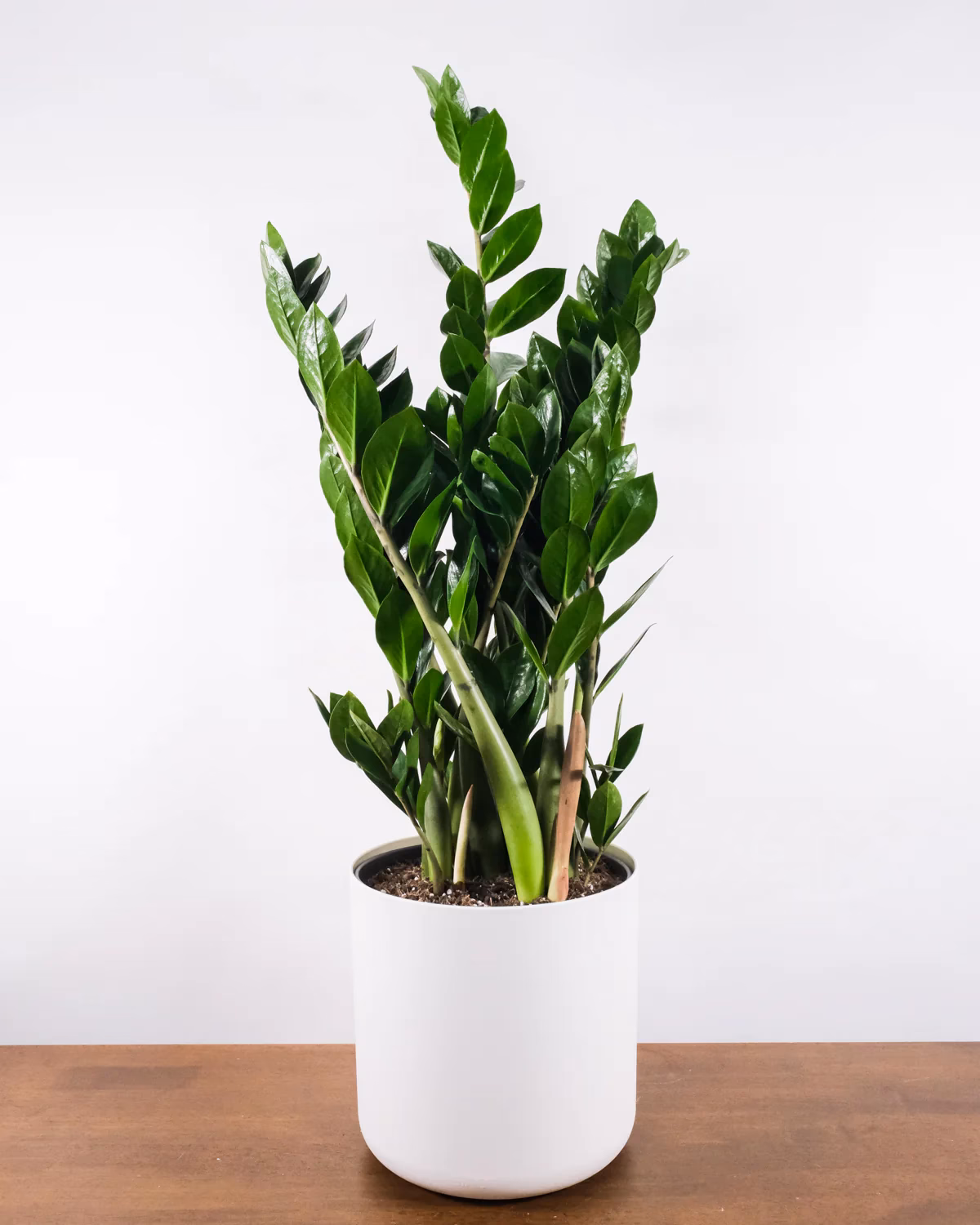 Welche Blumen benötigen wenig Licht?