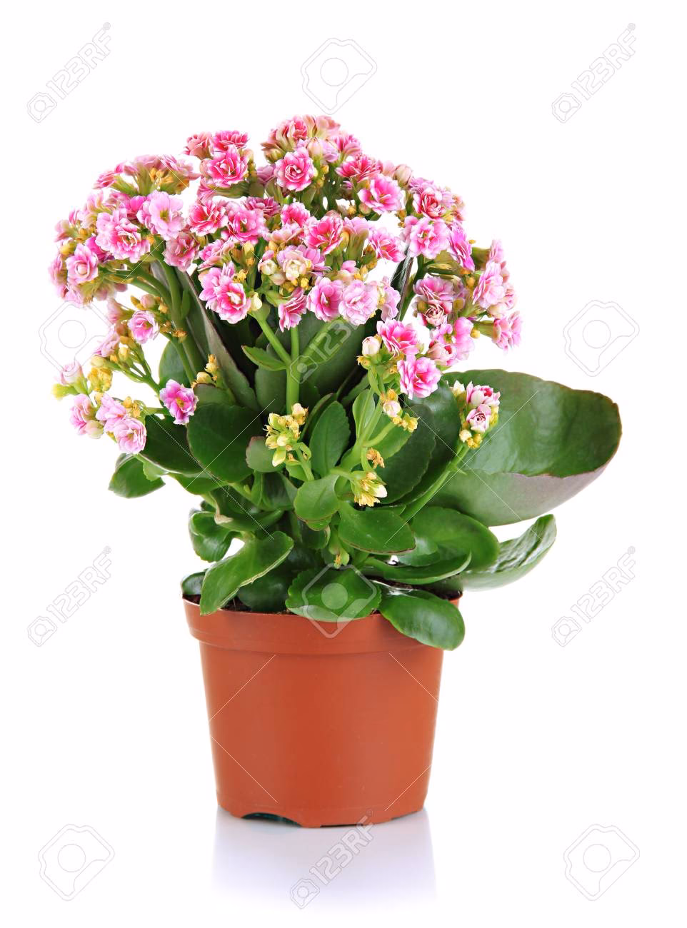 Welche Blumen im Topf halten lange?