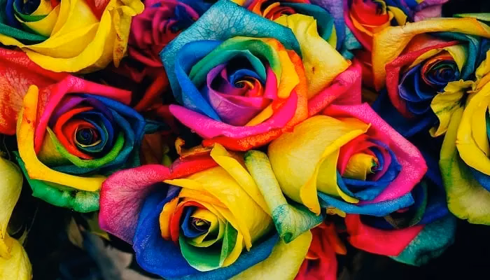 Welche Blume steht für Abneigung?
