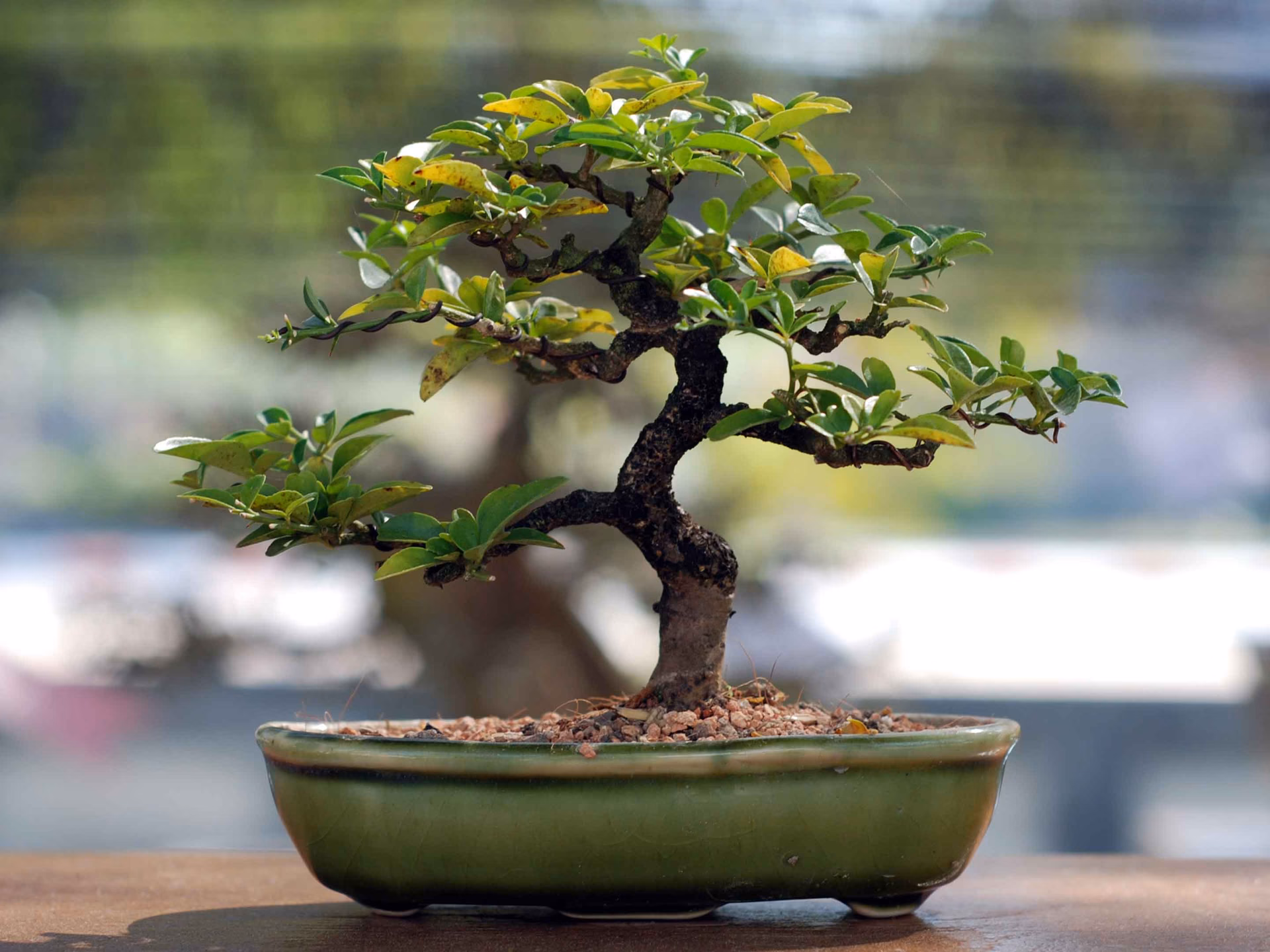 Warum fallen bei Bonsai die Blätter ab?