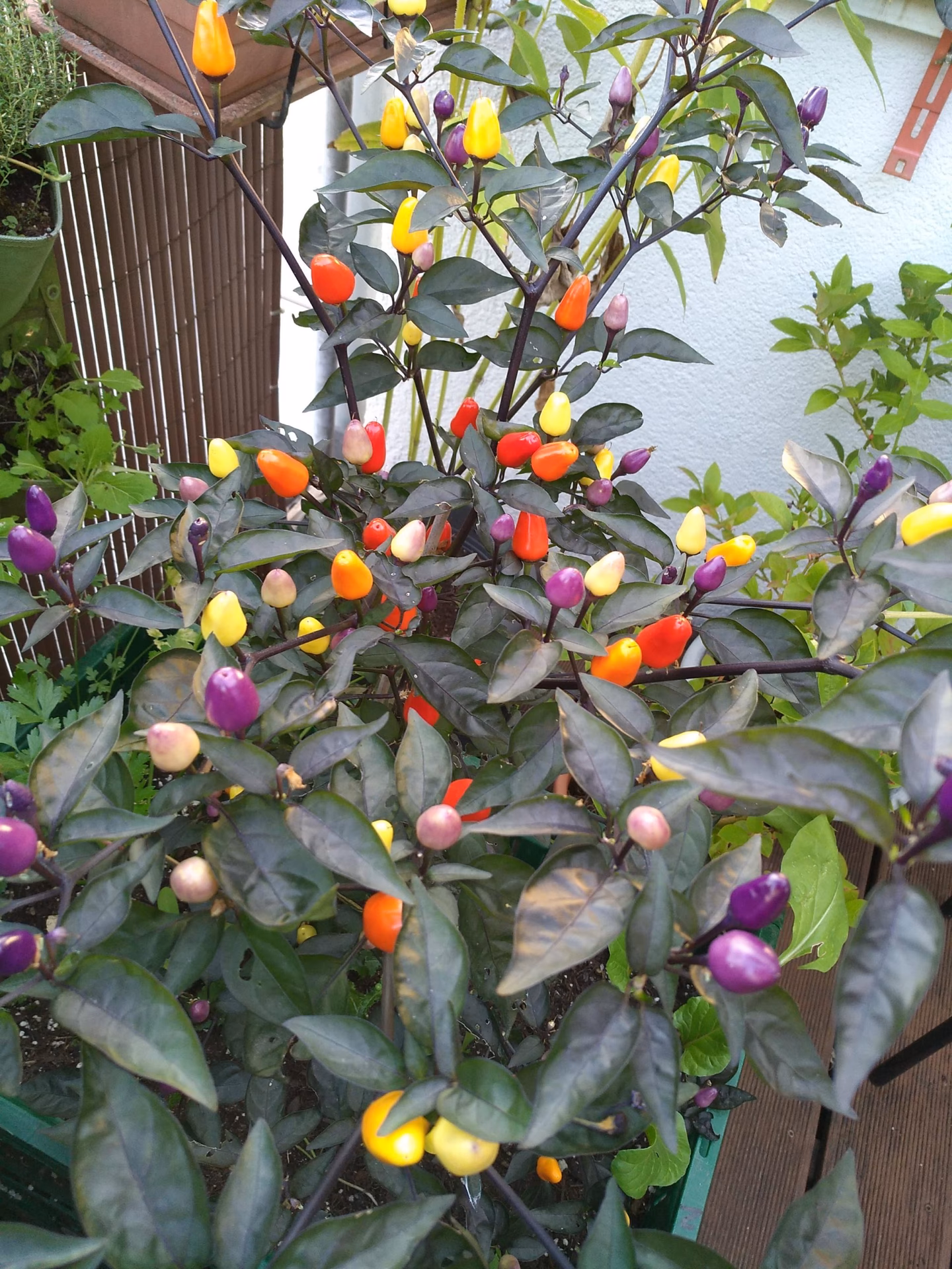 Welche Chili wird erst lila, dann rot?