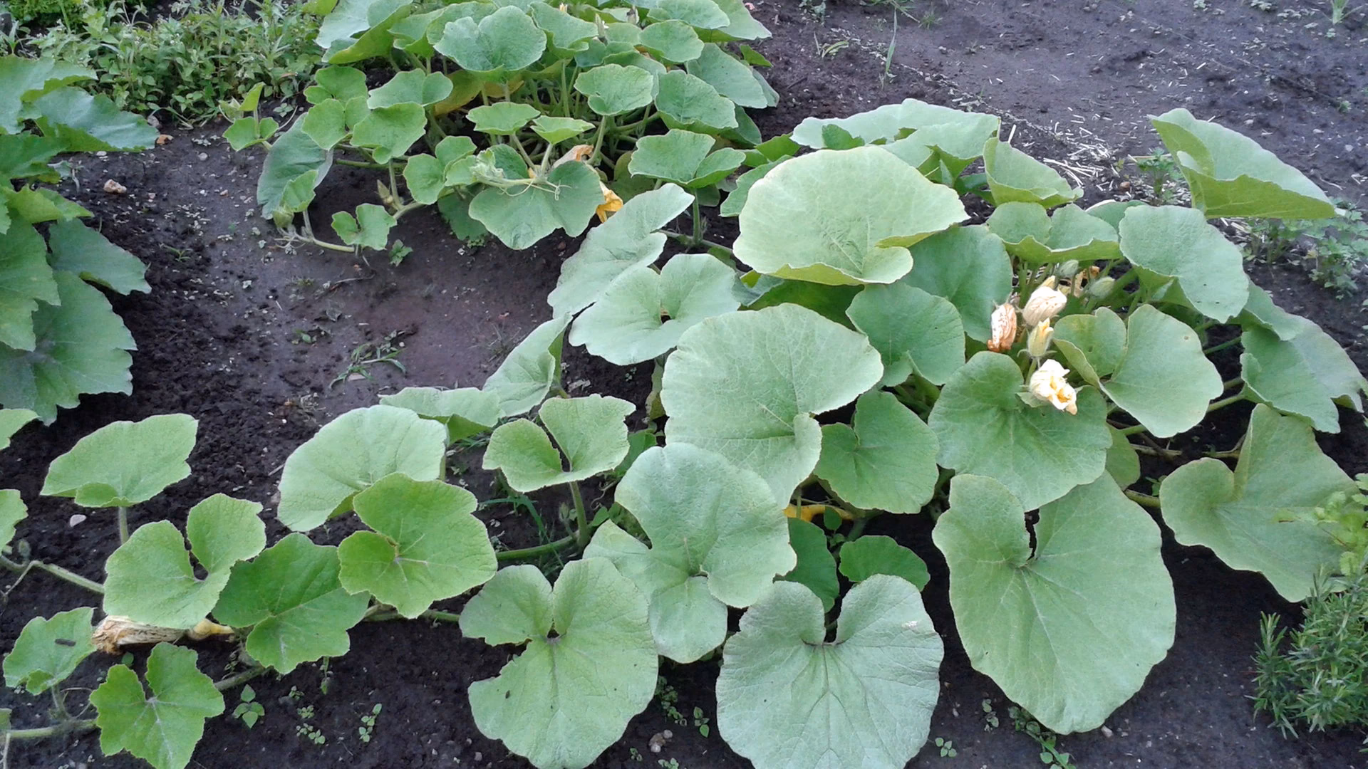 Kann man Butternut aus eigenen Samen ziehen?
