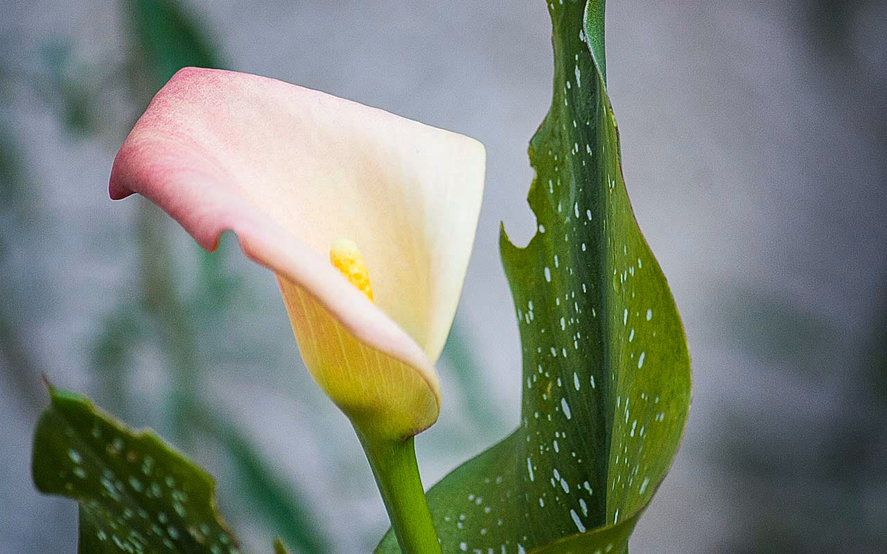 How to get rid of aphids on calla lily?