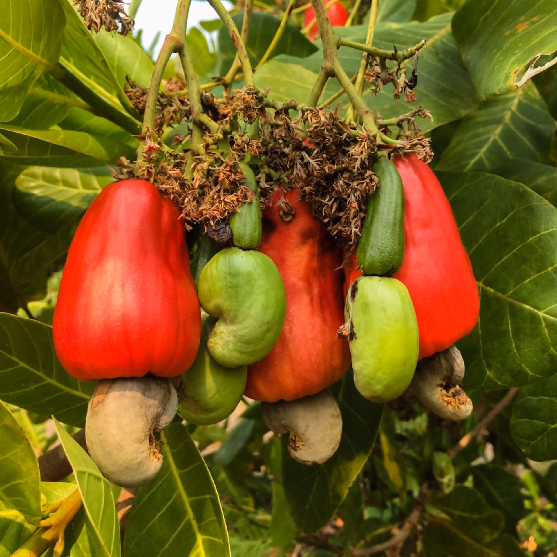 Kann man Cashewnüsse zu Hause anbauen?