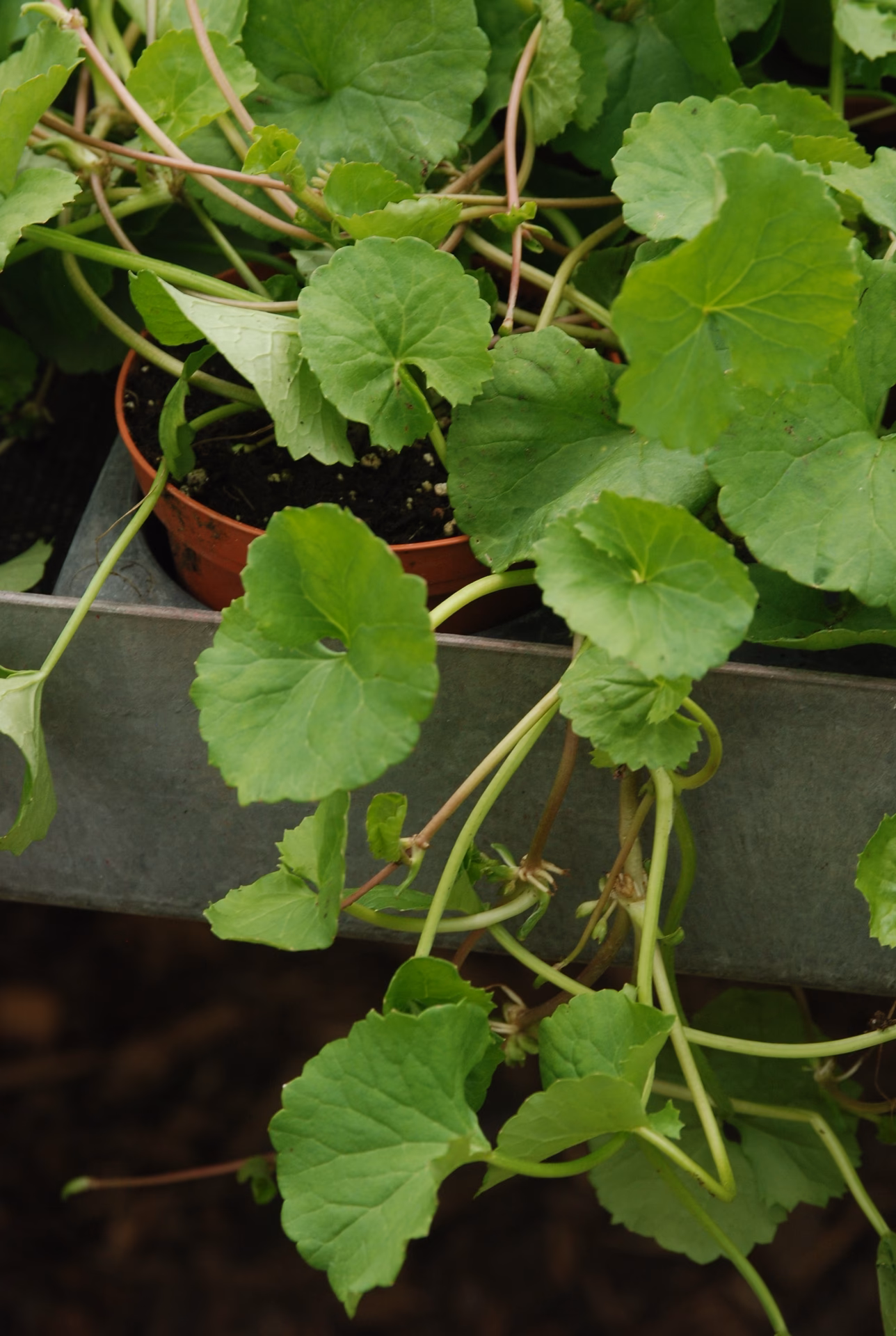 Für was ist Centella asiatica gut?