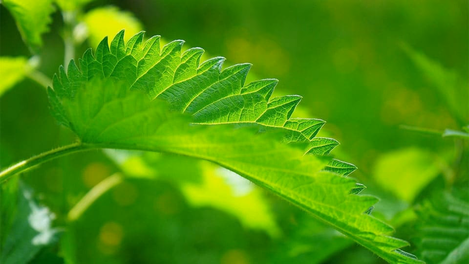 Für was ist Chlorophyll alles gut?