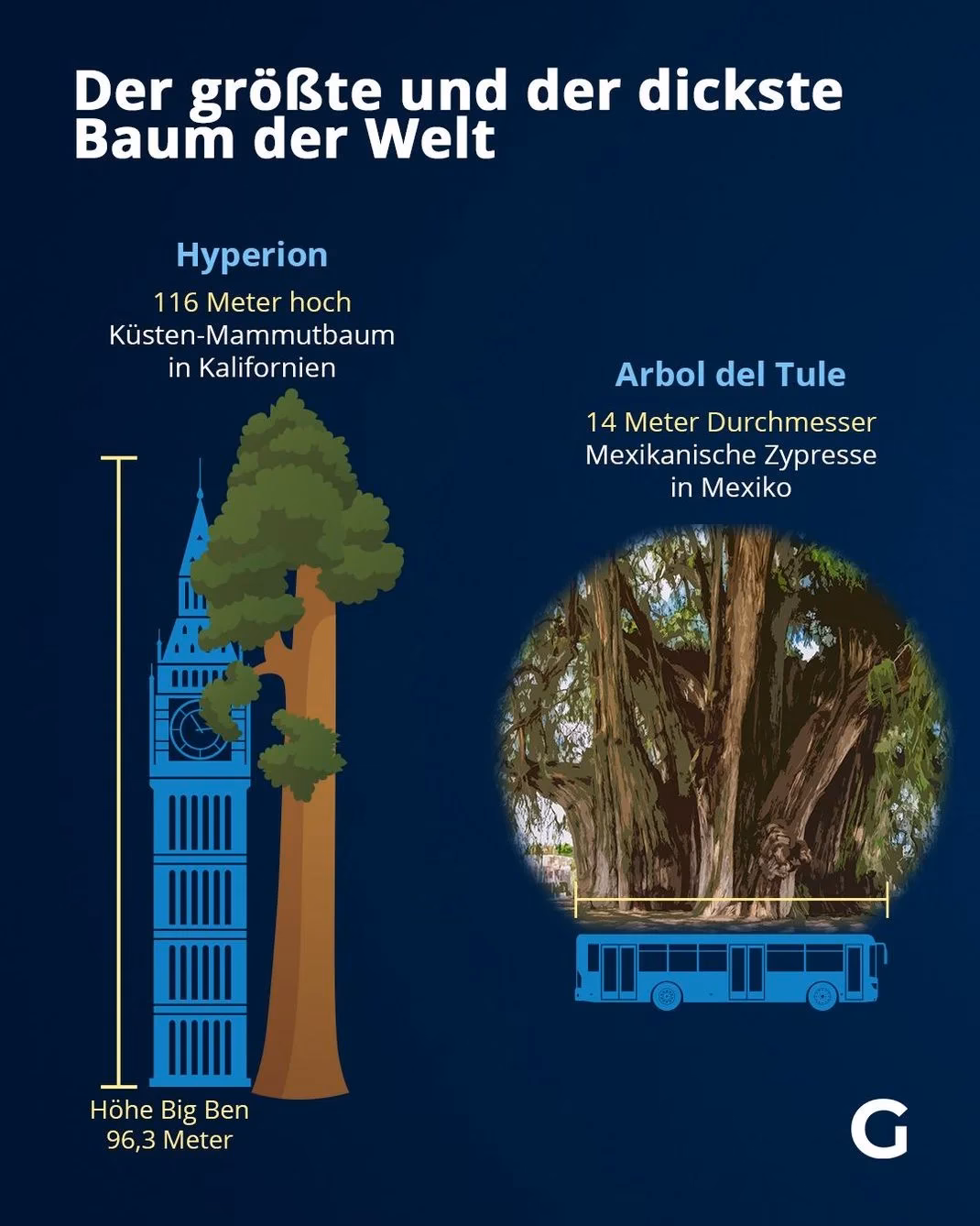 Welcher Baum hat den größten Durchmesser?