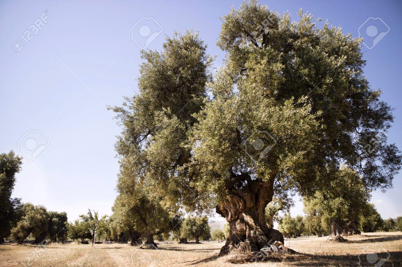 Wo steht der älteste Olivenbaum Italiens?