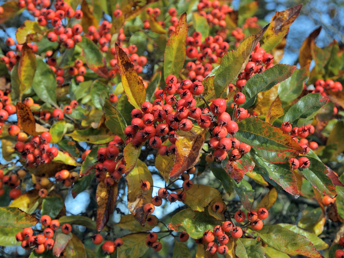 Ist Crataegus Lavallei Carrierei giftig?