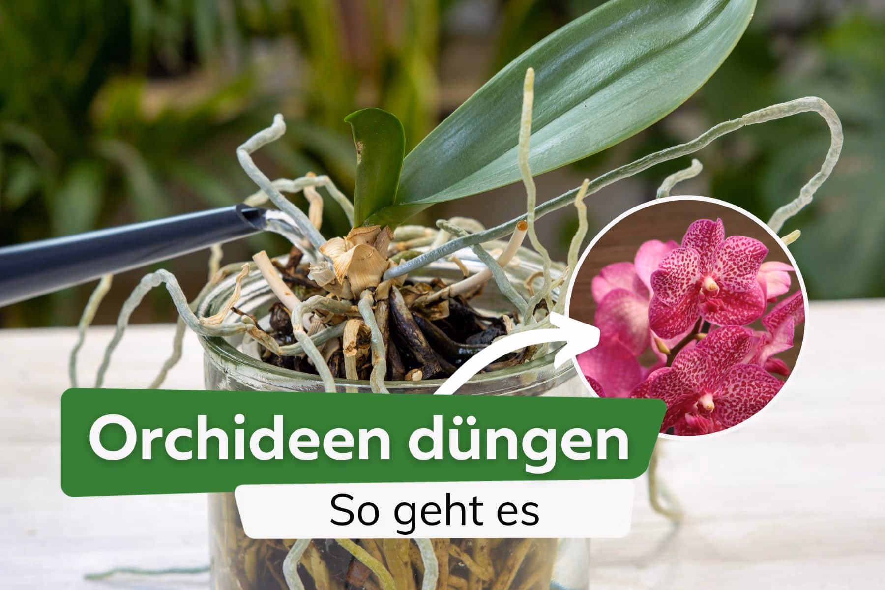 Was ist der beste selbstgemachte Dünger für Orchideen?