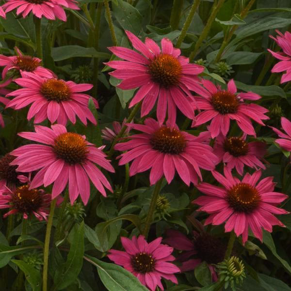 Wie wirkt Echinacea purpurea?