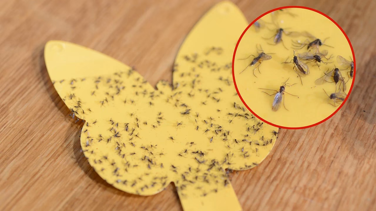 Wie bekomme ich die kleinen Fliegen weg?