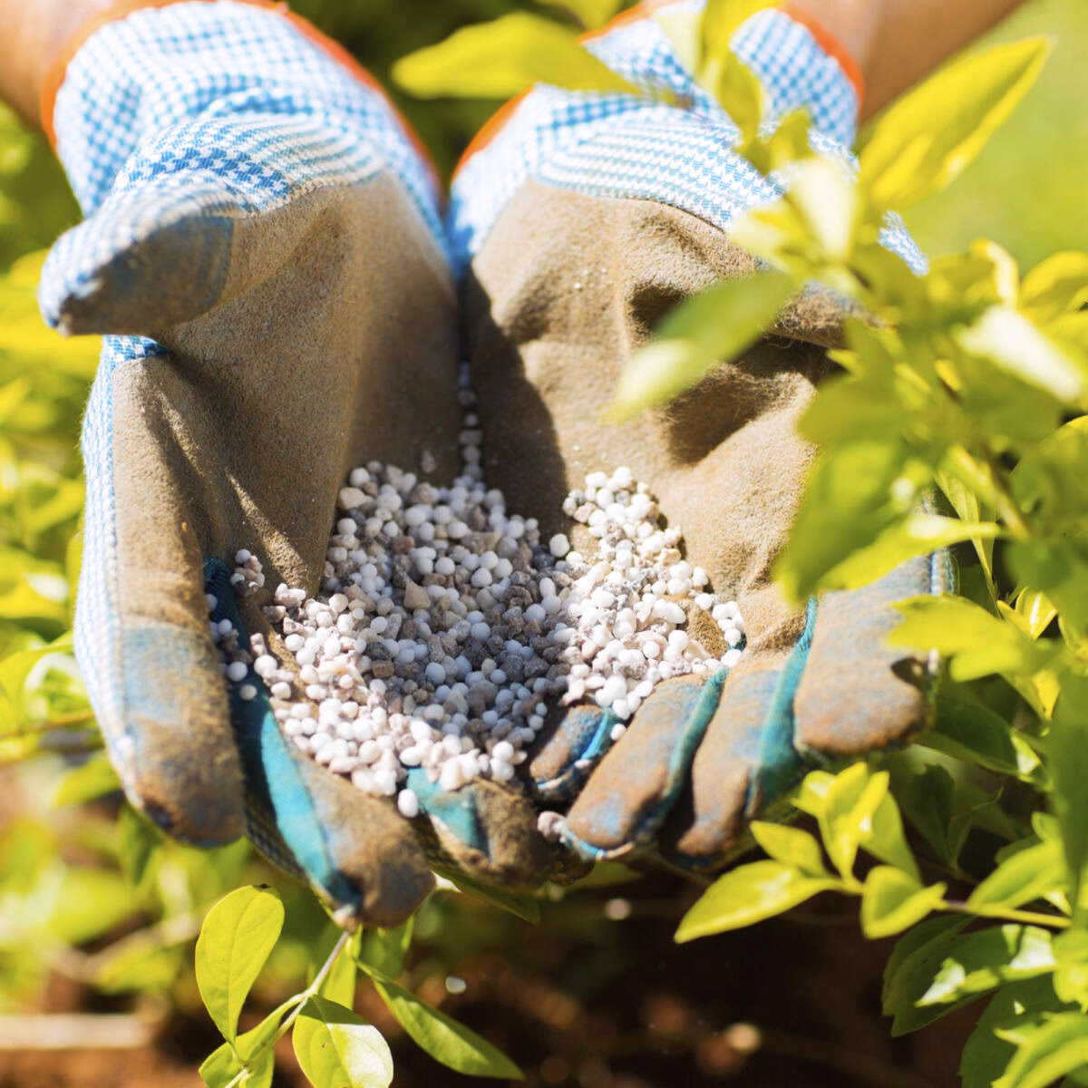 Wann soll man Pflanzen im Garten Düngen?