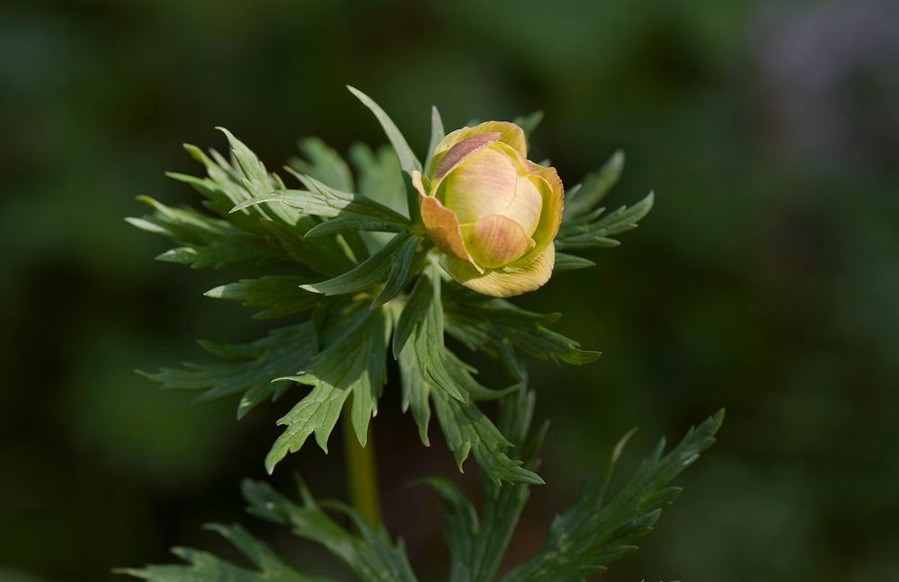 Ist die Trollblume in der Schweiz geschützt?