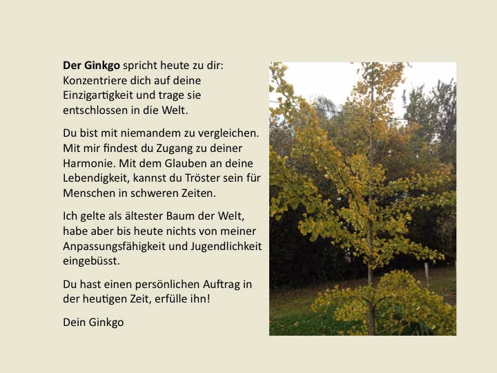Was hat der Ginkgobaum für eine Bedeutung?