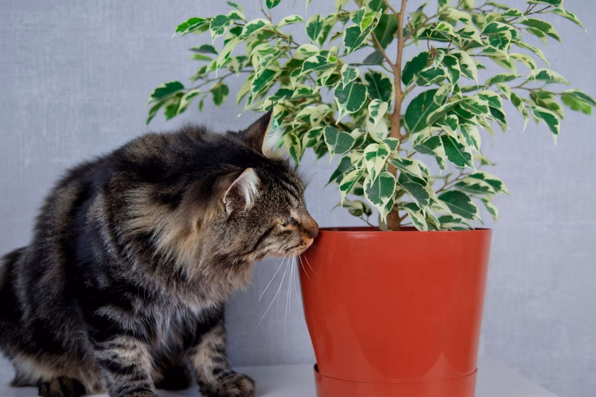 Ist Ginseng giftig für Katzen?