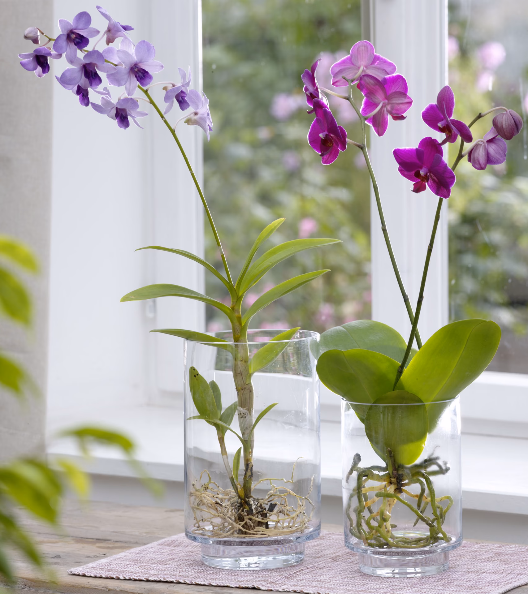 Kann man jede Orchidee im Glas halten?